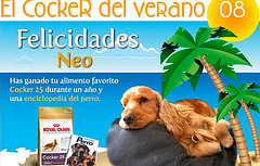 Neo, Cocker del verano